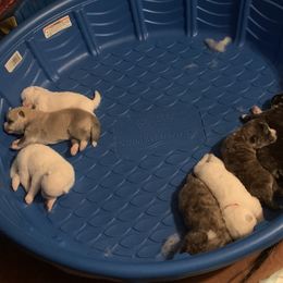 Japanese Akitainu Puppies from Miyo Ken