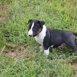 Miniature Bull Terrier Puppies from Penderosa Miniature Bull Terriers