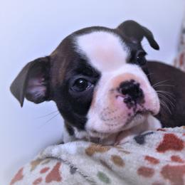 Baby Poppy - Black brindle and white female Boston Terrier puppy in Kingsport, Tennessee from Sleepwalker Bostons