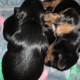 Yorkshire Terrier Puppies from Missy Lu Lap Puppies
