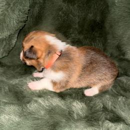 Sweetie - Red male Pembroke Welsh Corgi puppy in Derby, Iowa from Newton Hay & Cattle