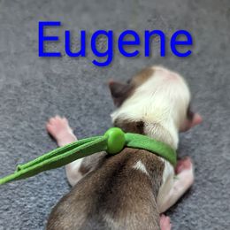 Eugene - Fawn male Havanese puppy in Spring Lake, Michigan from Chaenzo