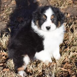 Indiana - Black tri-color male Australian Shepherd puppy in Easton, Missouri from MMA Kennel