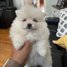 Angel - White female Pomeranian puppy in Randleman, North Carolina from Luxurious Poms