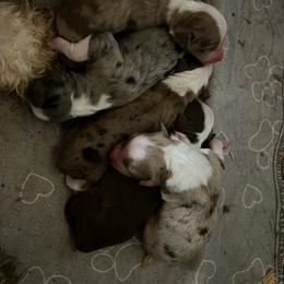 Merle man - Blue merle male Aussiedoodle puppy in Punta Gorda, Florida from Blitzenhaus Working Dogs-Home of the Working Czech Shepherd and Rottweiler and Splash of Color Aussiedoodles