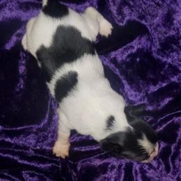 AKC - Pink Girl - White black and tan female Papillon puppy in Cadiz, Kentucky from Tiny Treasures Papillons