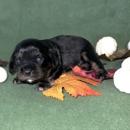 Barkley - Black and tan male Cavalier King Charles Spaniel puppy in Avoca, New York from Palladino’s Cavaliers of Upstate NY