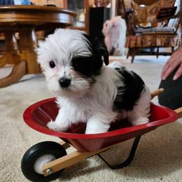 Petey - Parti male Yorkshire Terrier puppy in Tacoma, Washington from Anks Toys Yorkshire terriers