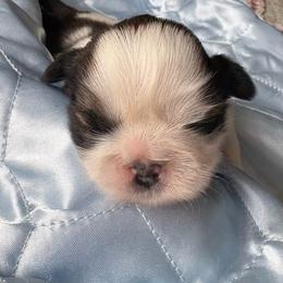 Boy 3 Honey - Gold and white male Shih Tzu puppy in Madras, Oregon from Maridee’s ShihTzu