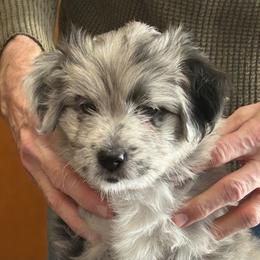 Aquitaine de La Rive - Blue merle male Pyrenean Shepherd puppy in Ripley, Ohio from La Rive Pyr Sheps LLC