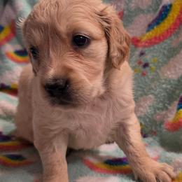 Summer - Light golden female Golden Retriever puppy in Sommerville, Texas from Artisan Retrievers
