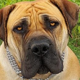 Boerboels from WILDCAT BOERBOELS