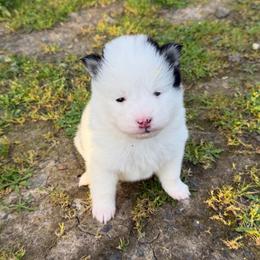 Chippy - Black and white male Pomsky puppy in Mc Minnville, Oregon from West Coast Pomskies