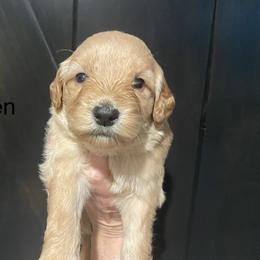 Green - Cream female Goldendoodle puppy in Medina, Ohio from Farmer Doodles