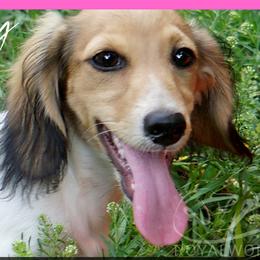 Joy - Dachshund