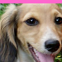 Joy - Dachshund