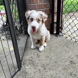 Girl 6 Purple Collar Blue Eyes - Red merle female Australian Shepherd puppy in Washington from LIT Australian Shepherds