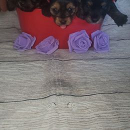 Yorkshire Terrier Puppies from Pawrific Tails
