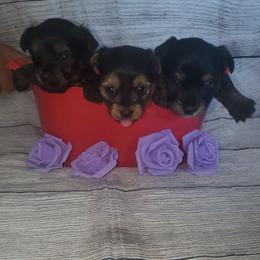 Yorkshire Terrier Puppies from Pawrific Tails