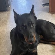 Obsidian - Beauceron
