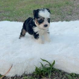 Luna Bella - Parti female Yorkshire Terrier puppy in Naples, Florida from Puppies Forever 💙❤️🐶