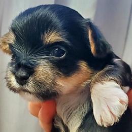 Yorkshire Terriers from Willow Grove Yorkie