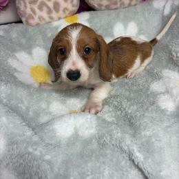 Harry - Piebald male Dachshund puppy in Lake City, Florida from My Ditzy Doxies of Florida