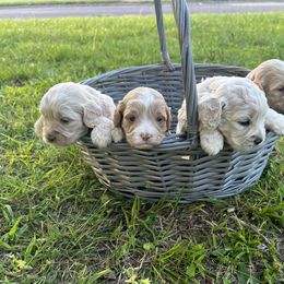 Cockapoo Puppies from East St. Poodles & Doodles