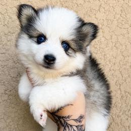 Dolly - Gray and white female Pomsky puppy in La Verne, California from Red Cedar Pomskies