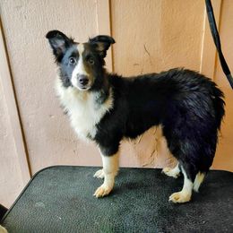 Shetland Sheepdog puppies from K&A Shetlands Sheepdog's
