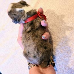 Boy 4 - male Bernedoodle puppy in Dugway, Utah from Luv4Bernedoodles