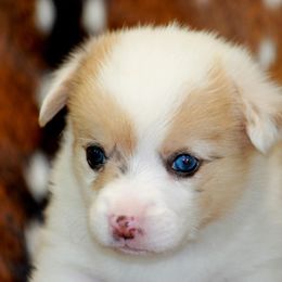 CKC Sable Bluie Merle Female - Sable merle and white female American Corgi puppy in Clovis, New Mexico from Sweet & Salty Cowdogs