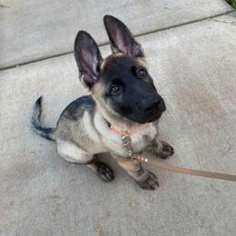 German Shepherd Puppies from Scenic City Shepherds