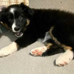 Miniature Australian Shepherd Puppies from Arch Hill Mini Aussies