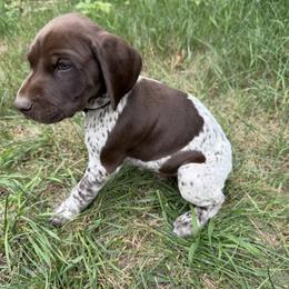 Boy 3 - male German Shorthaired Pointer puppy in Montague, Michigan from Temple Gun Dogs