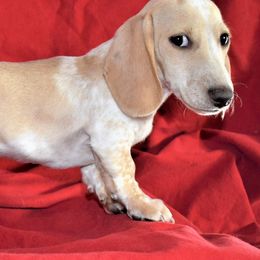 Dachshunds from Hurricane Creek