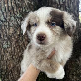 Boy 1 - Red merle male Australian Shepherd puppy in Lakeland, Florida from Infinite Aussies