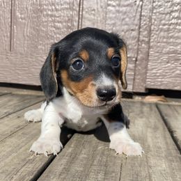 Nick - Piebald male Dachshund puppy in Gravois Mills, Missouri from Benji’s Babies
