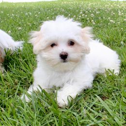 Swayze - White male Maltese puppy in Morehead, Kentucky from Paw Perfect Pets