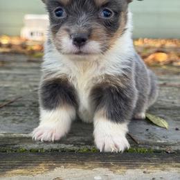 Prada (fluffy) - Blue female Pembroke Welsh Corgi puppy in East Oakdale, California from Rhettro Kennels