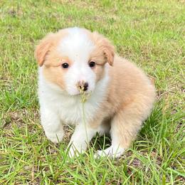 Red collar - White and gold female Border Collie puppy in Graceville, Florida from Fire N Arrows Border Collies