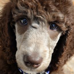 Poodle Puppies from The Olympus Standard Poodle