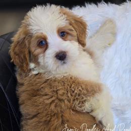 Saylor - Yellow and white female Bernedoodle puppy in Cleveland, Georgia from Jam's Doodles And Poodles