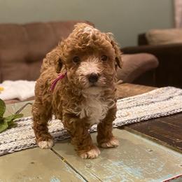 Ruby - Red  female Poodle puppy in Utica, Ohio from Poodle Me Crazy