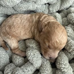 Lily - Apricot female Cavapoo puppy in Spanish Fork, Utah from Hamann's Cavapoo Puppies