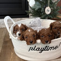 Cavapoo Puppies from Nancy Wipf