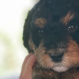 Bernedoodles from Jingo Doodles