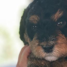 Bernedoodles from Jingo Doodles