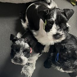 Miniature Schnauzer Puppies from Butterleaf Farms