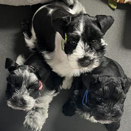 Miniature Schnauzer Puppies from Butterleaf Farms